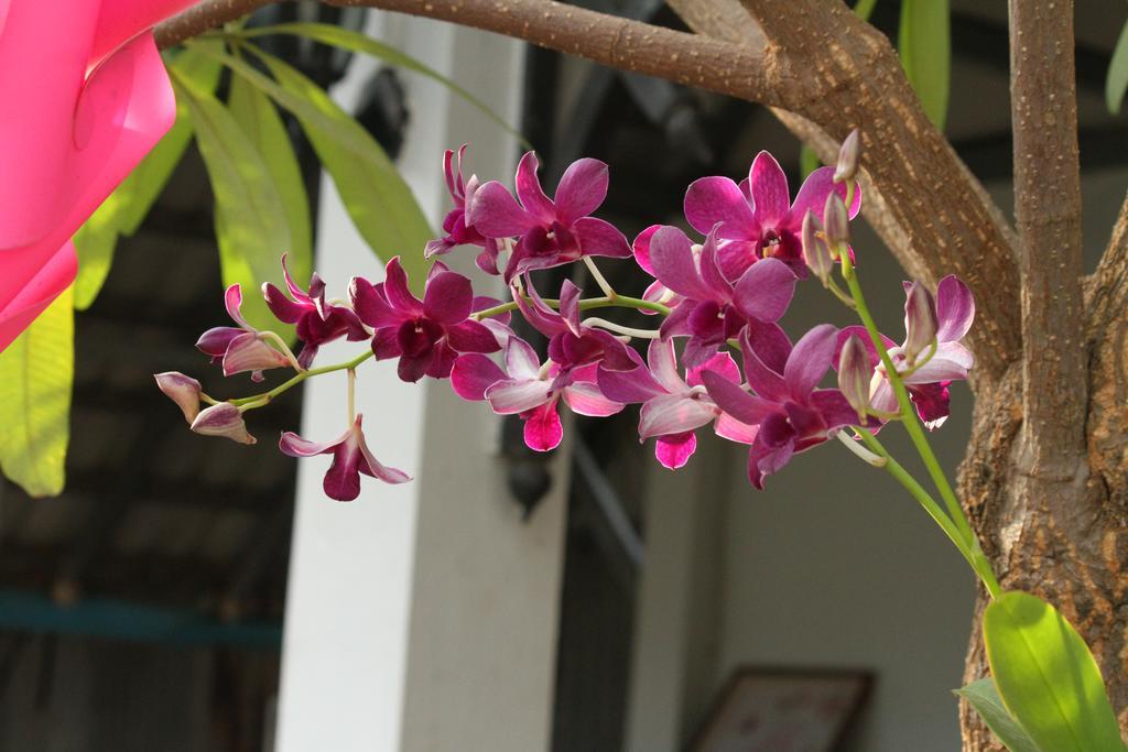 My Parents Guesthouse Kampot Exterior foto